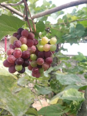 Taze organik kırmızı ve yeşil üzüm kümesi hasat mevsiminde güneşli bir üzüm bağında olgunlaşır.
