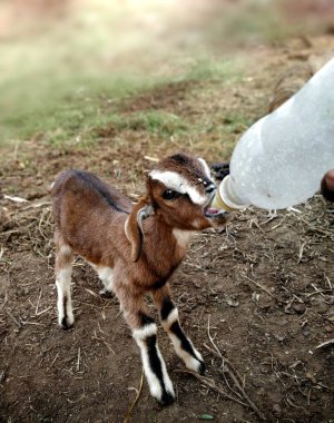 Çiftlikte genç bir keçi