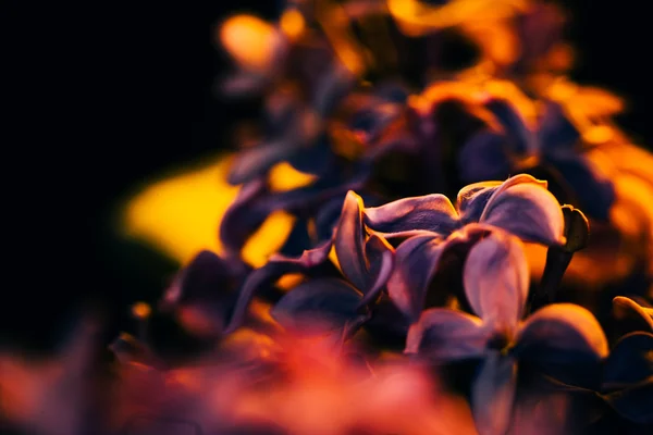 Fleurs lilas sur un fond sombre au coucher du soleil gros plan — Photo