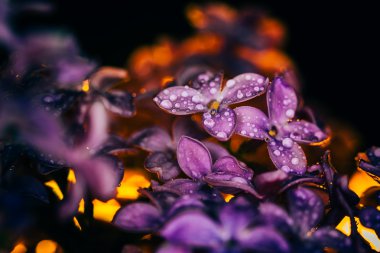 lilac flowers on a dark background at sunset close-up in drops of dew clipart