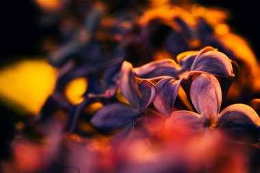 gün batımı yakın çekim, karanlık bir arka plan üzerinde Eflatun çiçekler