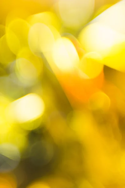 Зеленый и желтый фон Бокэ — стоковое фото