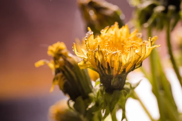 Biene sammelt Nektar auf einem Löwenzahn, gelbem Löwenzahn, Blume, grünem Gras, gelben Pollen — Stockfoto