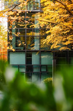 Sonbahar Ağacı Yansımalı Modern Cam Bina: Çağdaş Mimari ve Canlı Sarı Yapraklar Çarpıcı Bir Karşıtlık Oluşturuyor. Yüksek kalite fotoğraf