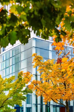 Sonbahar Ağacı Yansımalı Modern Cam Bina: Çağdaş Mimari ve Canlı Sarı Yapraklar Çarpıcı Bir Karşıtlık Oluşturuyor. Yüksek kalite fotoğraf