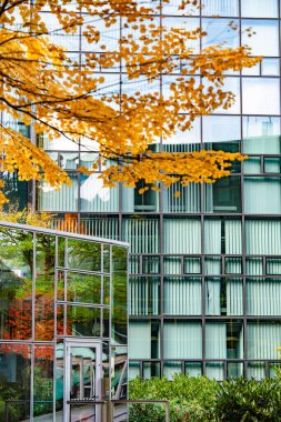 Sonbahar Ağacı Yansımalı Modern Cam Bina: Çağdaş Mimari ve Canlı Sarı Yapraklar Çarpıcı Bir Karşıtlık Oluşturuyor. Yüksek kalite fotoğraf