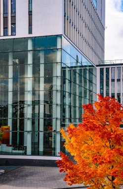 Sonbahar Bahçesi Yolu ile Modern Ofis Binası: Renkli ağaçlar ve Şehir Merkezindeki Yumuşak Akşam Işıkları ile çevrili Çağdaş Cam Mimari. Yüksek kalite fotoğraf