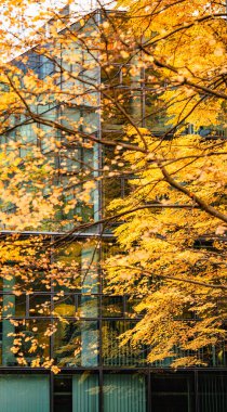 Sonbahar Ağacı Yansımalı Modern Cam Bina: Çağdaş Mimari ve Canlı Sarı Yapraklar Çarpıcı Bir Karşıtlık Oluşturuyor. Yüksek kalite fotoğraf