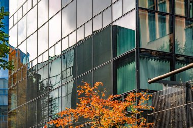Sonbahar Ağacı Yansımalı Modern Cam Bina: Çağdaş Mimari ve Canlı Sarı Yapraklar Çarpıcı Bir Karşıtlık Oluşturuyor. Yüksek kalite fotoğraf