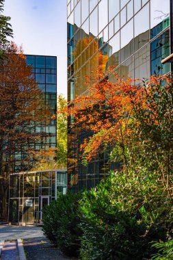 Sonbahar Ağacı Yansımalı Modern Cam Bina: Çağdaş Mimari ve Canlı Sarı Yapraklar Çarpıcı Bir Karşıtlık Oluşturuyor. Yüksek kalite fotoğraf