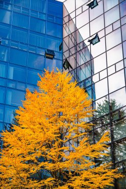Sonbahar Ağacı Yansımalı Modern Cam Bina: Çağdaş Mimari ve Canlı Sarı Yapraklar Çarpıcı Bir Karşıtlık Oluşturuyor. Yüksek kalite fotoğraf