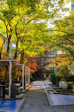 Sonbahar Ağacı Yansımalı Modern Cam Bina: Çağdaş Mimari ve Canlı Sarı Yapraklar Çarpıcı Bir Karşıtlık Oluşturuyor. Yüksek kalite fotoğraf