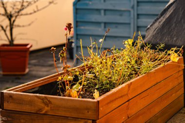 Soluk Sonbahar Bitkileriyle Tahta Bahçe Bitkileri Kutusu: Solmuş Yaprakları ve Mevsimsel Bahçe Detaylarıyla Sunlit Açık Teras Sahnesi. Yüksek kalite fotoğraf