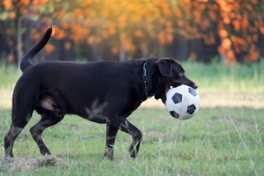 Büyük siyah Tayland köpeği bahçede bir topla oynuyor.. 