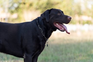 Büyük siyah Tayland köpeği bahçede bir topla oynuyor.. 