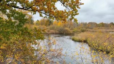 Ormanda sonbahar gölü Ördekler ve çimlerle 