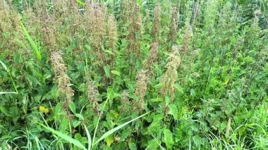Vahşi ısırgan otları rüzgarda sallanıyor.