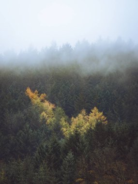 Yeşil sisli bir ormanda altın sonbahar çam ağaçları