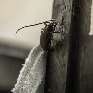 Uzun boynuzlu bir böceğin tahta bir yüzeye tırmanırken yakın çekim makro görüntüsü. Doku, anten ve doğal davranışı gösteren detaylı böcek fotoğrafçılığı. Böcekbilim ya da doğa teması için ideal.