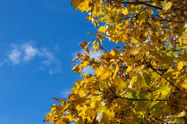 Parlak sarı sonbahar yaprakları, açık mavi gökyüzü ile güzel bir kontrast içinde mevsimsel değişimin özünü ve doğa dönüşümünün güzelliğini yakalıyor.