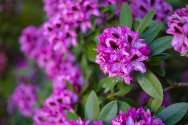 Canlı pembe rhododendron çiçeklerinin yemyeşil bir bahçede çiçek açması zarif bir manzara tasarımı ve bahar güzelliğini gözler önüne seriyor. Profesyonel bahçe ve çiçek estetiği kavramı.