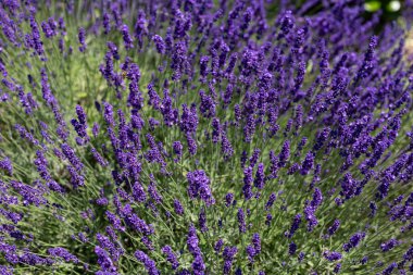 Aromatik mor çiçekleri olan yaz bahçesinde açan lavanta çiçekleri aroma terapisinde kullanılan doğal bitkiler, rahatlama refahı ve temel petrol üretim konsepti.