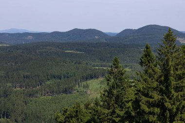 Parlak bir gökyüzünün altında kereste üretimi için yönetilen bir orman plantasyonunda çam ağaçları. Sürdürülebilir ormancılık, ahşap sanayi, kereste işi ve doğal kaynaklar