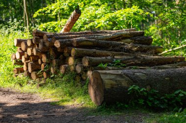 Endüstriyel ormansızlaştırma ve odun pazarı için kereste toplamaya ayrılmış geniş ladin ormanları. Ticari kesim, ormancılık ve doğal kaynaklar kavramı