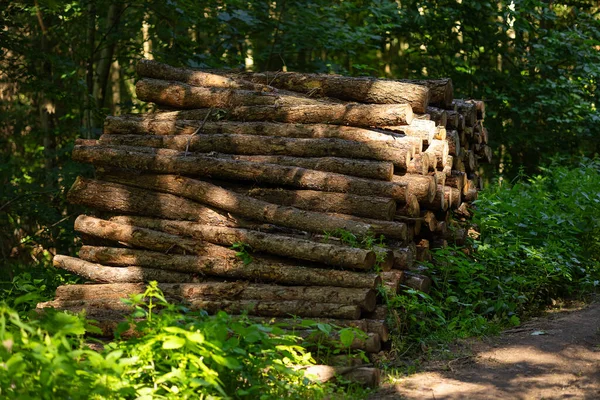 Güneşli bir yaz ormanında kereste fabrikasına taşınmaya hazır bir yığın çam ağacı. Kereste endüstrisi, ahşap üretimi, ormanların tahrip edilmesi ve ham yapı malzemeleri