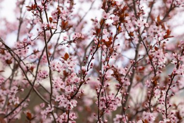 Bahar bahçesinde çiçek açan Prunus cerasifera dalları ve pembe çiçekler. Süslü kiraz çiçekleri, mevsimlik çiçek ağaçları ve doğal botanik arka plan.