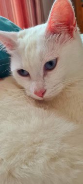 Sakin ve sakin bir ifadeyi yansıtan delici mavi gözleri olan dinlenen beyaz bir kedi yavrusu. Yumuşak, bulanık arka plan yumuşak, tüylü kürkünün altını çiziyor..