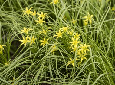 Çim çiçeklenir. Sarı çiçek. 