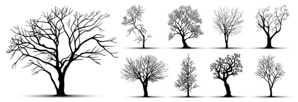 Silhuetas Árvore Fundo Branco Ilustração Vetorial —  Vetores de Stock