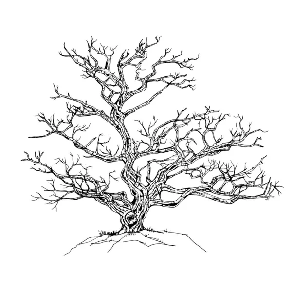 Albero Disegnato Mano Isolato Sfondo Bianco Schizzo Illustrazione Vettoriale — Vettoriale Stock