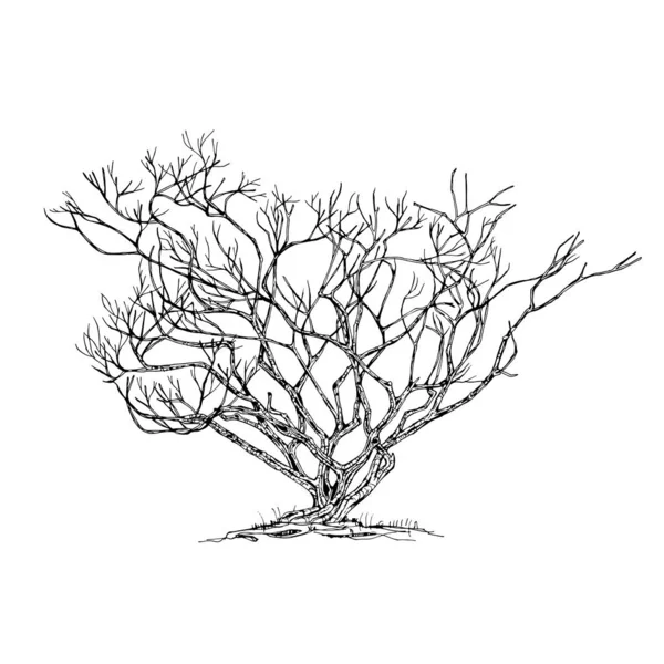 Árbol Dibujado Mano Aislado Sobre Fondo Blanco Bosquejo Ilustración Vectorial — Archivo Imágenes Vectoriales