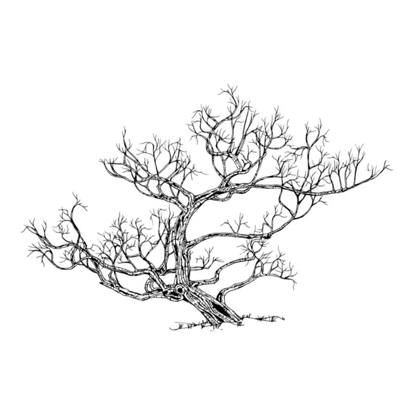 Arbre Dessiné Main Isolé Sur Fond Blanc Croquis Illustration Vectorielle — Image vectorielle