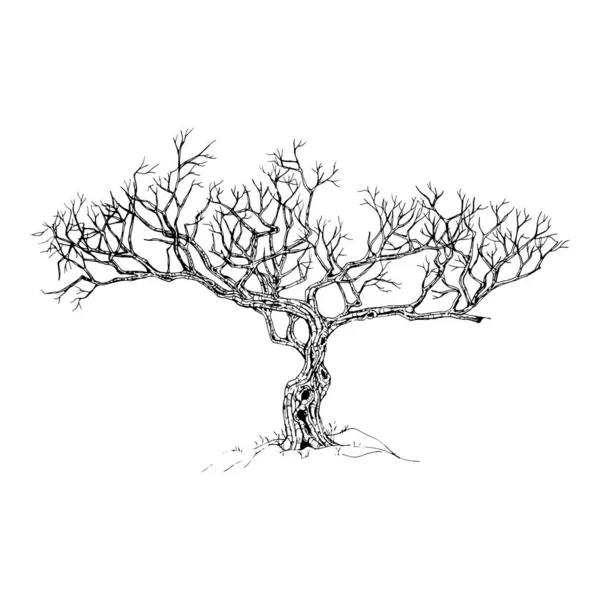 Рука Намальована Дерево Ізольовано Білому Тлі Ескіз Векторна Ілюстрація — стоковий вектор