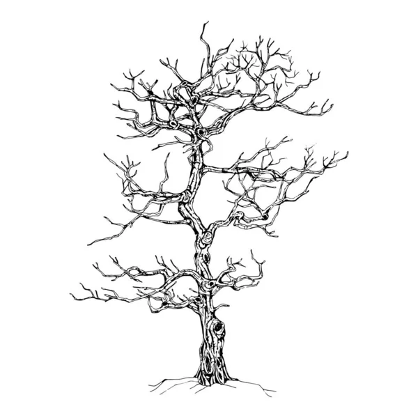 Arbre Dessiné Main Isolé Sur Fond Blanc Croquis Illustration Vectorielle — Image vectorielle