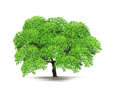 Beyaz Arkaplanda İzole Gerçekçi Ağaçlar