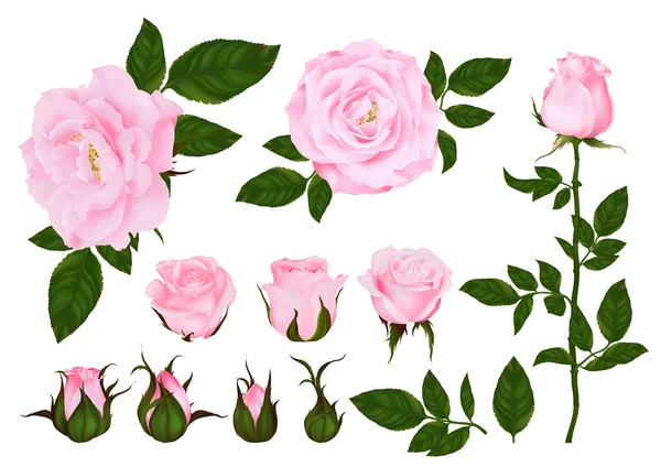 Rosa Conjunto Flores Planta Flor Jardín Rosa Aislado Icono Flor — Vector de stock