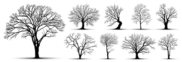 Tree Silhouettes White Background Vector Illustration — Stock Vector