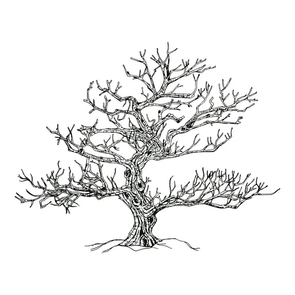 Árvore Desenhada Mão Isolada Sobre Fundo Branco Desenho Ilustração Vetorial — Vetor de Stock