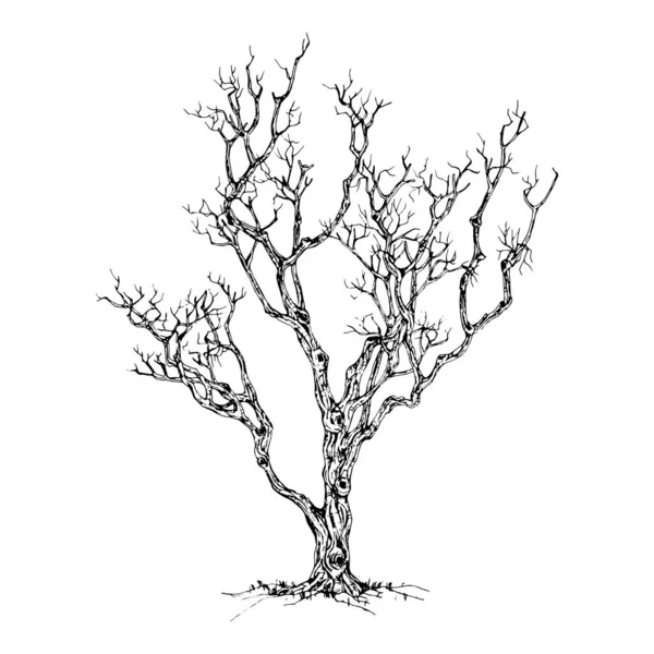 Ręcznie Rysowane Drzewo Odizolowane Białym Tle Szkic Ilustracja Wektora — Wektor stockowy
