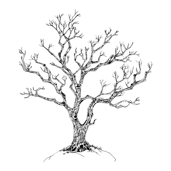 Árvore Desenhada Mão Isolada Sobre Fundo Branco Desenho Ilustração Vetorial — Vetor de Stock