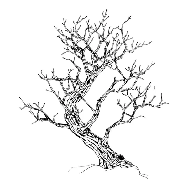 Árvore Desenhada Mão Isolada Sobre Fundo Branco Desenho Ilustração Vetorial —  Vetores de Stock