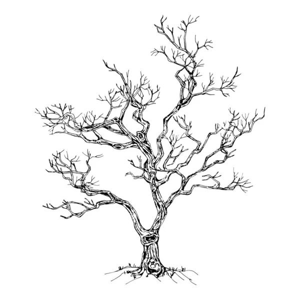 Arbre Dessiné Main Isolé Sur Fond Blanc Croquis Illustration Vectorielle — Image vectorielle