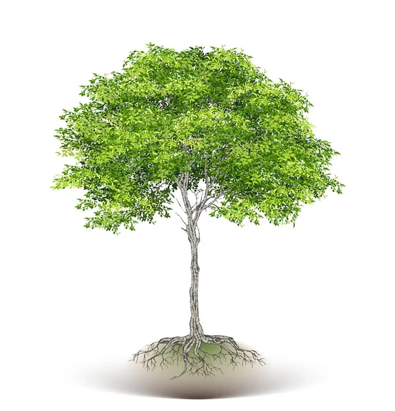 Realistische Bomen Geïsoleerd Witte Achtergrond — Stockvector