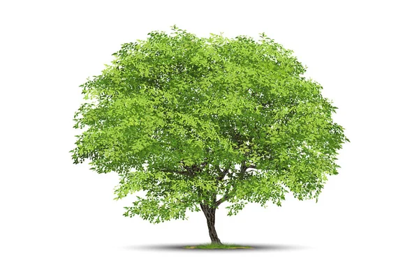 Ρεαλιστικά Δέντρα Απομονωμένα Λευκό Φόντο — Διανυσματικό Αρχείο