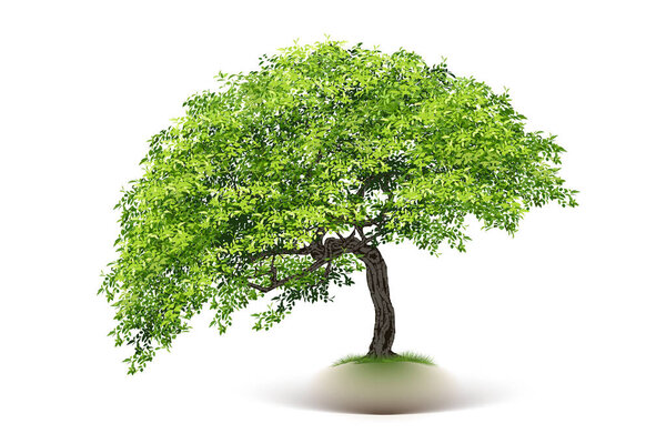 Realistic  Trees Isolated on White Background