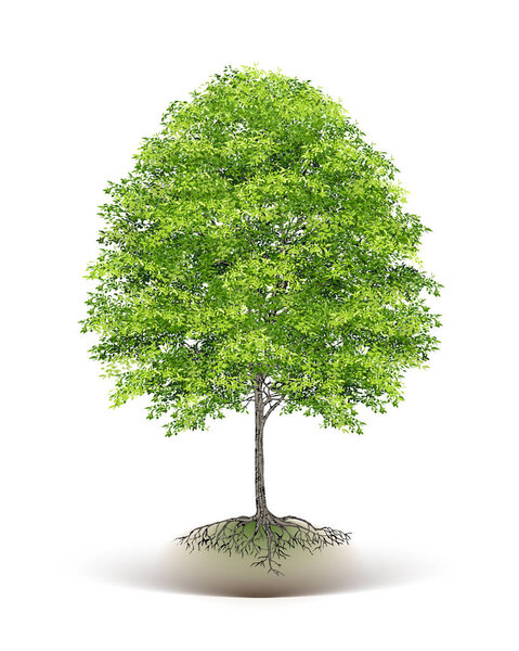 Realistic  Trees Isolated on White Background